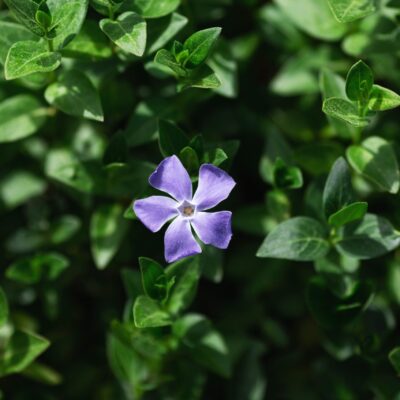 VINCA MAJOR GREEN 1LT