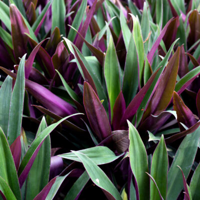PHORMIUM TENAX FLAMINGO 10LT