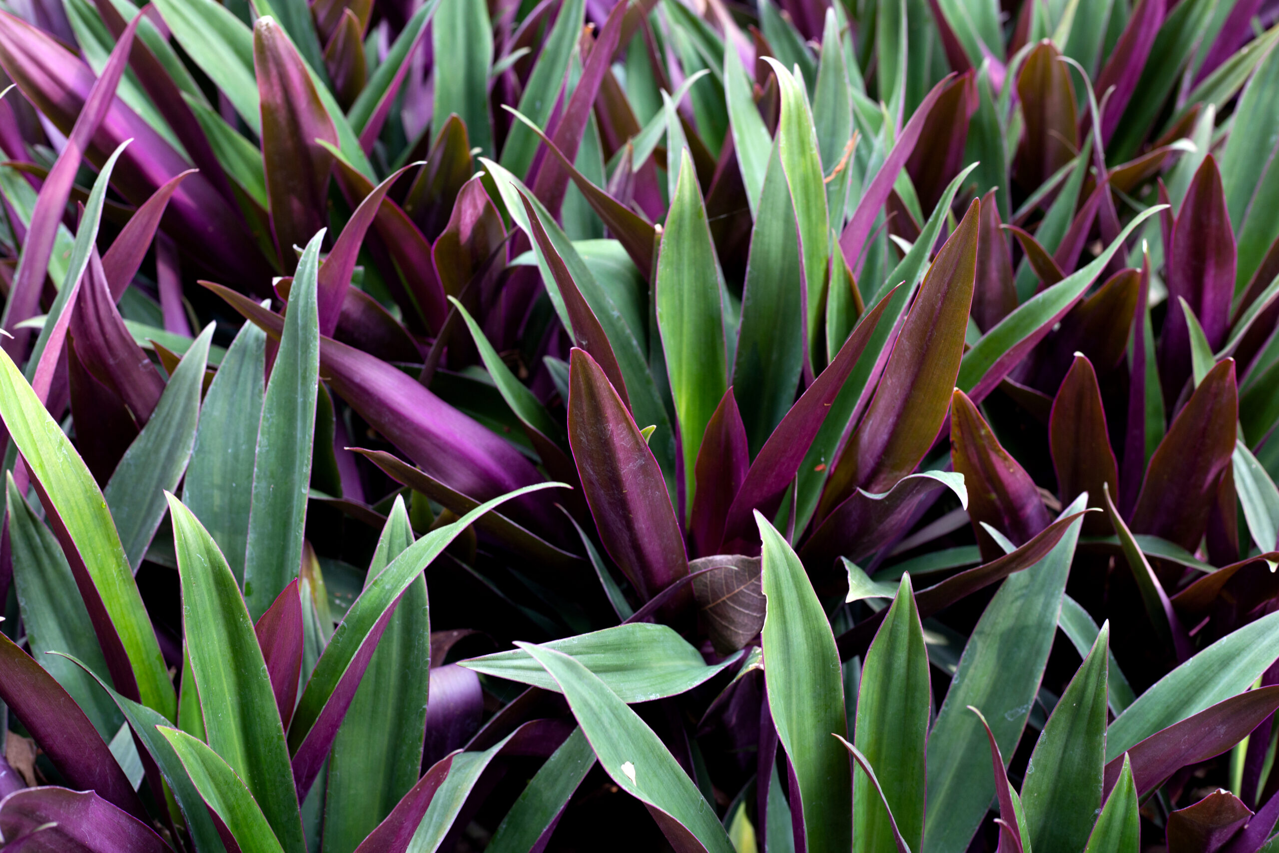 PHORMIUM TENAX FLAMINGO 10LT