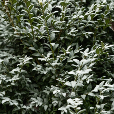 WESTRINGEA WHITE STANDARD 10LT