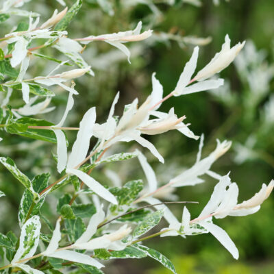 JASMINUM STENOLOBUM 1OLT