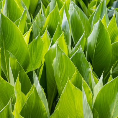 ZANTEDESCHIA GREEN GODDESS 10LT
