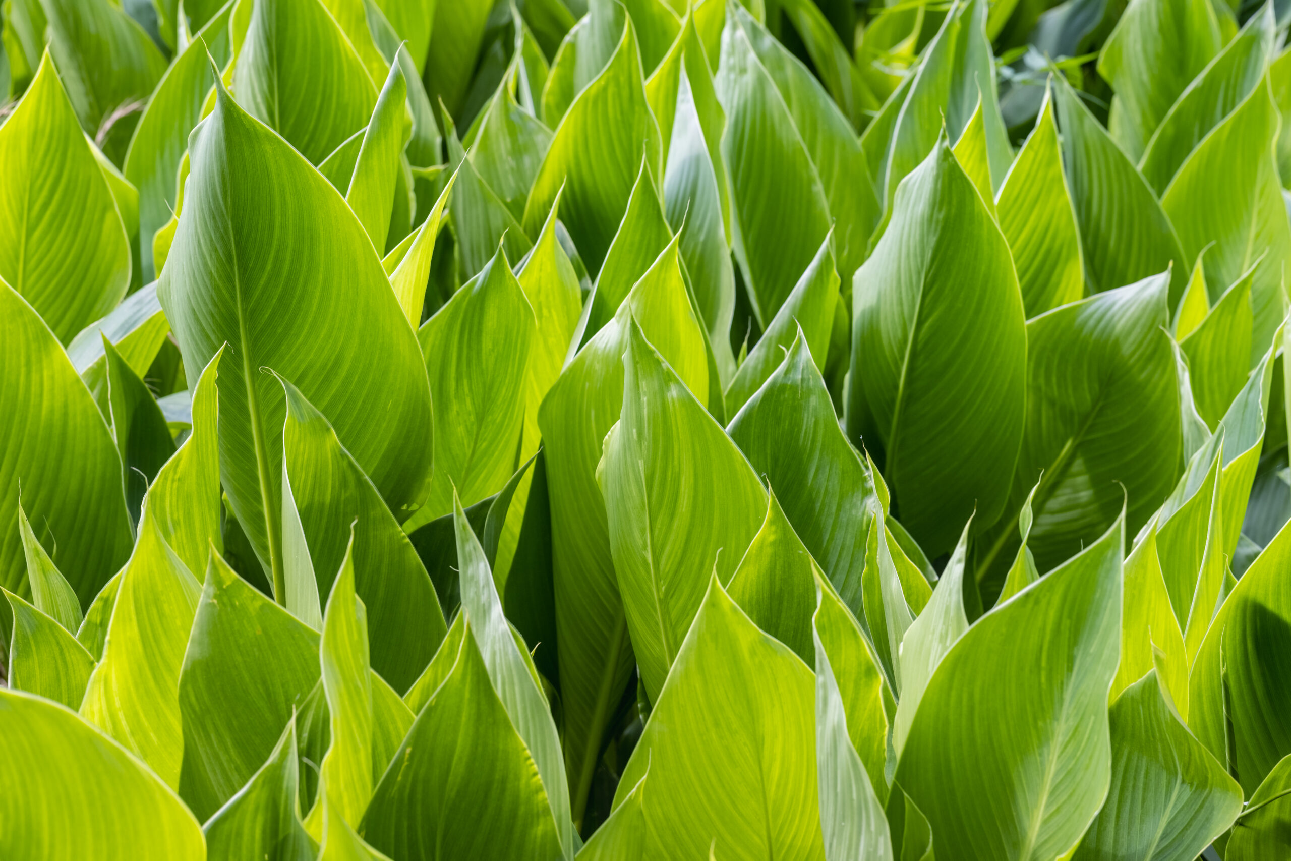 ZANTEDESCHIA GREEN GODDESS 10LT