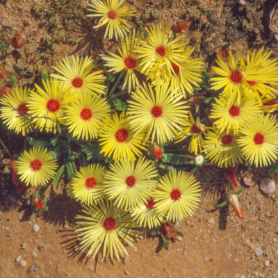 LAMPRANTHUS YELLOW 15CM POT