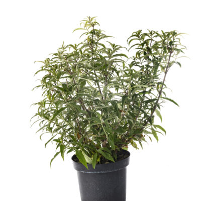 VITEX PURPUREA BALL 10LT