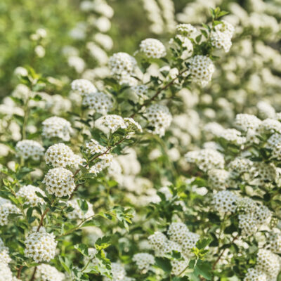 SPIRAEA CANTONENSIS FLORA PLENA STANDARD 10LT