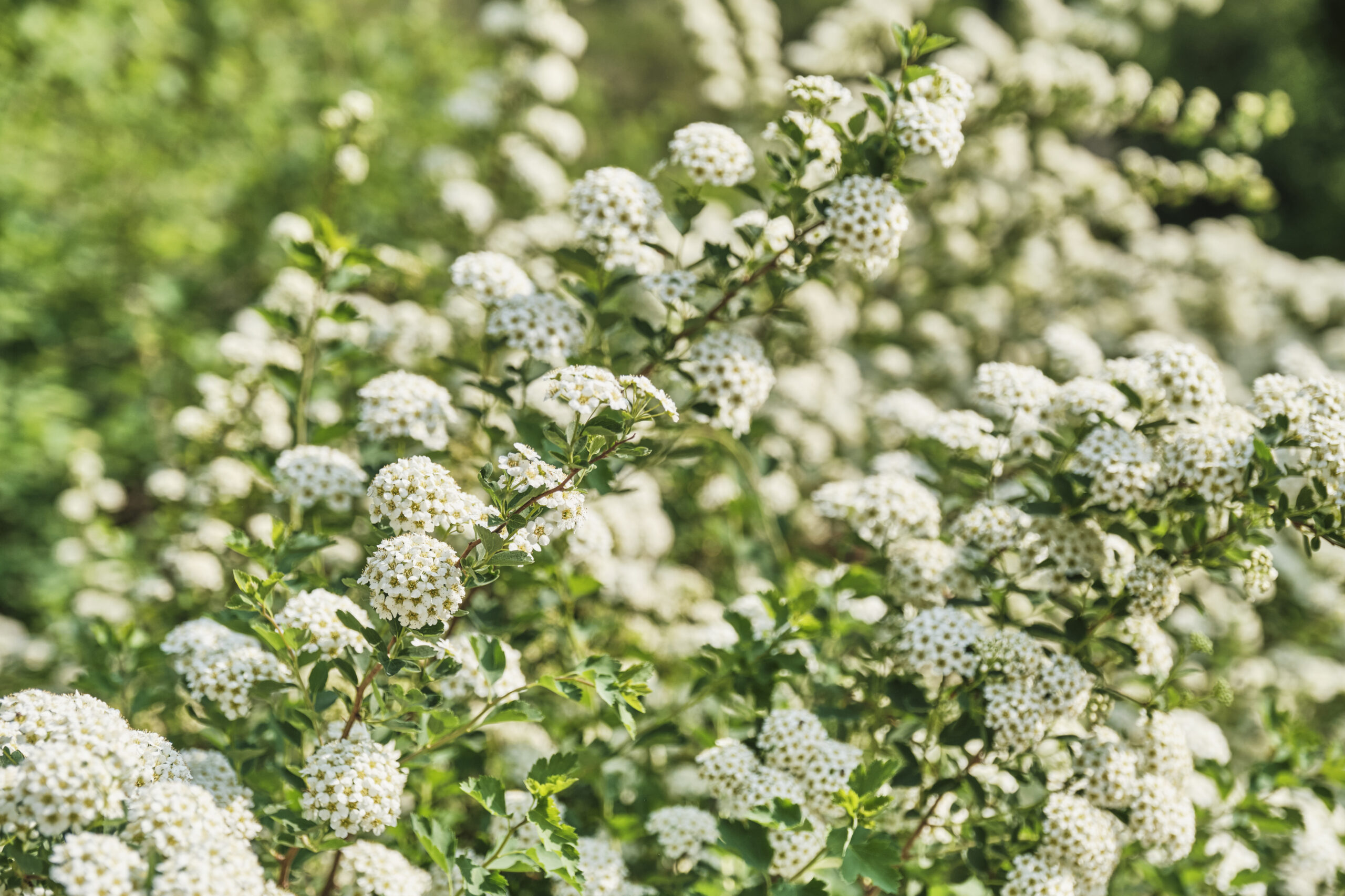 SPIRAEA CANTONENSIS FLORA PLENA STANDARD 10LT
