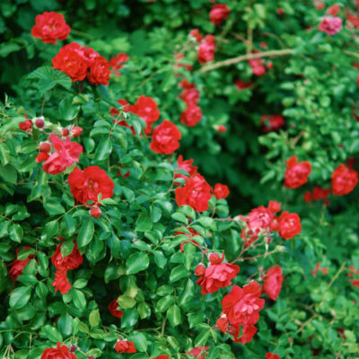 ROSE SATCHMO 10LT