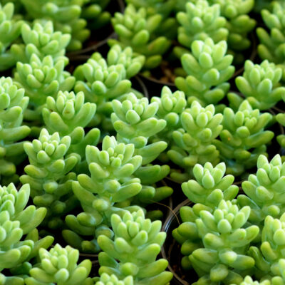 SEDUM ALBUM ATHOUM 15CM POT