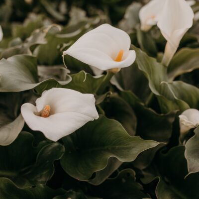 ZANTEDESCHIA AETHOPICA WHITE 10LT
