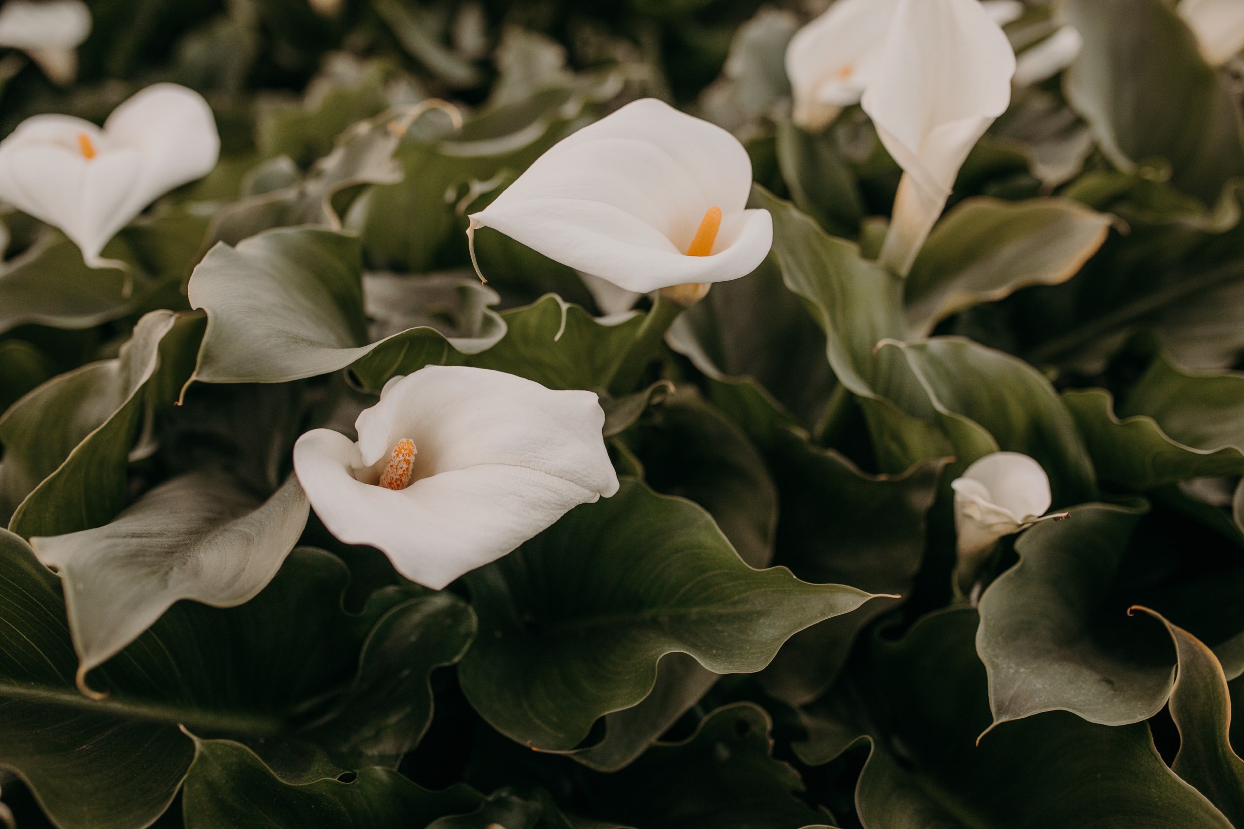 ZANTEDESCHIA AETHOPICA WHITE 10LT