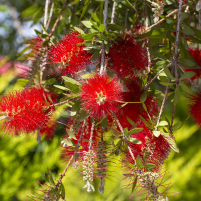 CALLISTEMON LITTLE JOHN 1OLT