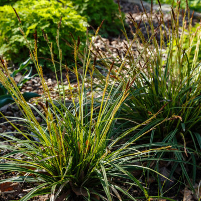 CAREX AMAZON MIST 2.5LT
