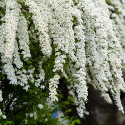 HEBE SNOWDRIFT STANDARD 1OLT