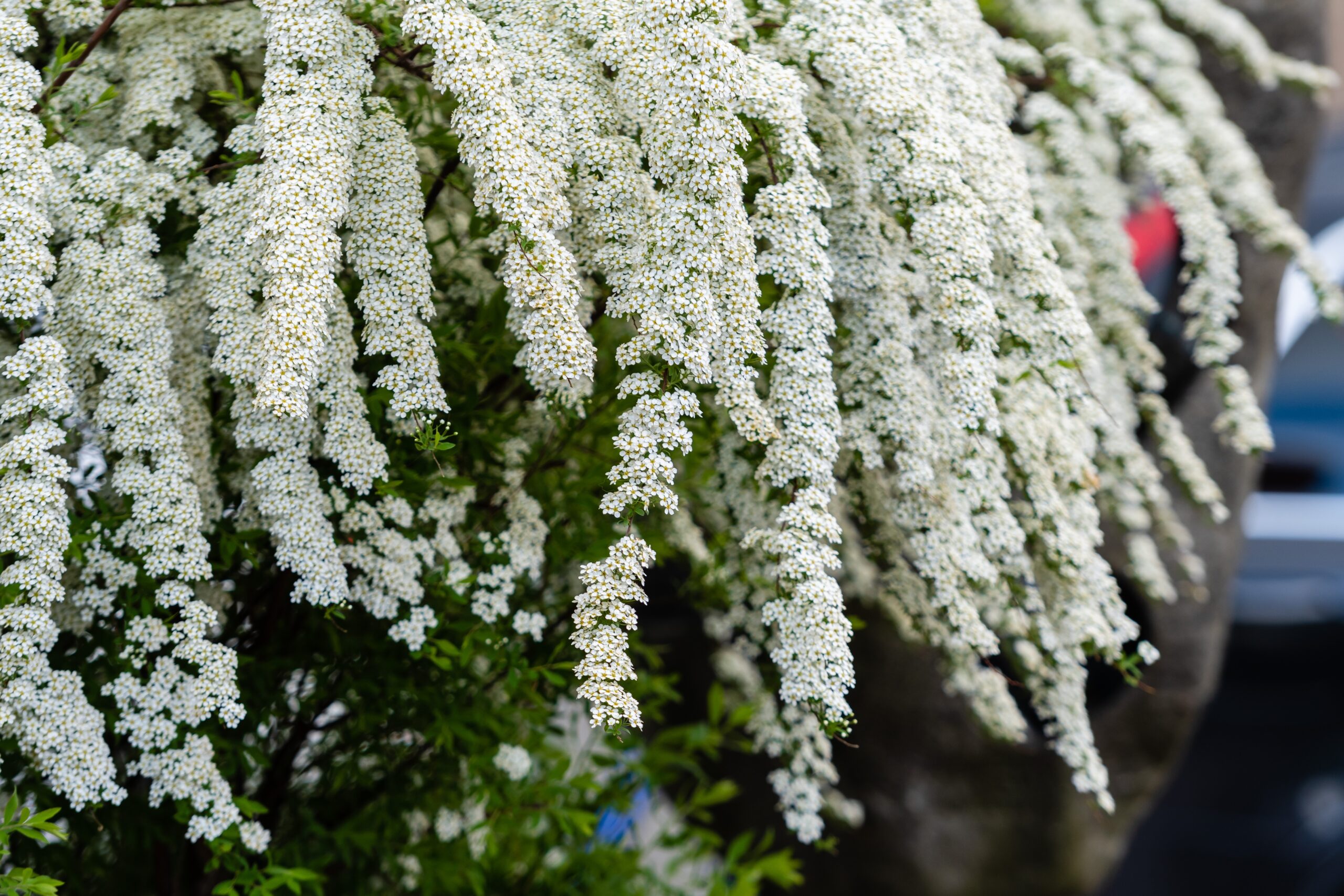 HEBE SNOWDRIFT STANDARD 1OLT