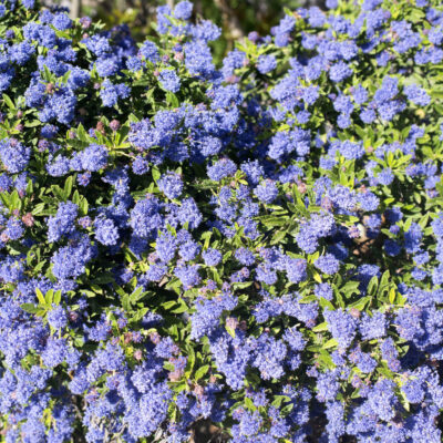 WESTRINGEA BLUE BALL 10LT