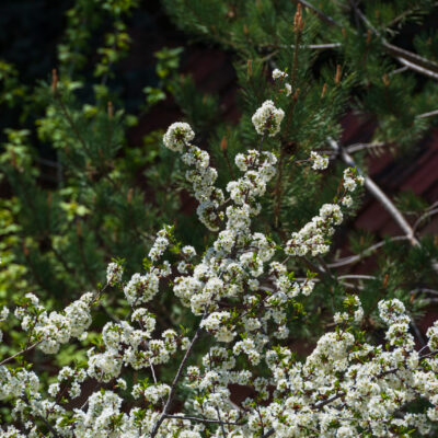 LEPTOSPERMUM WHITE BALL 1OLT