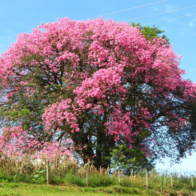 CHORISIA SPECIOSA - 20LT