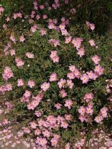 CISTUS PINK PEARL 2.5LT
