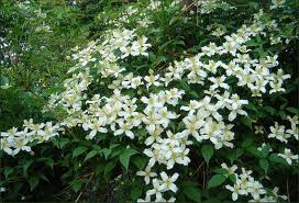 CLEMATIS MONTANA (WHITE) 1OLT