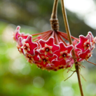 HOYA VARIOUS 15CM POT