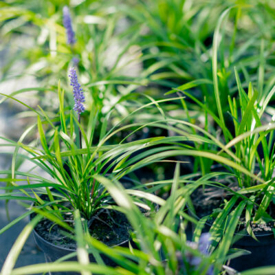 LIRIOPE MUSCARI GREEN 1LT