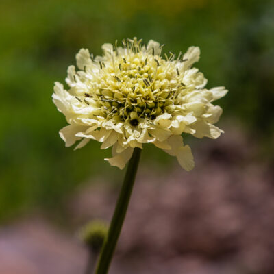 SCABIOSA AFRICANA WHITE 2,5LT