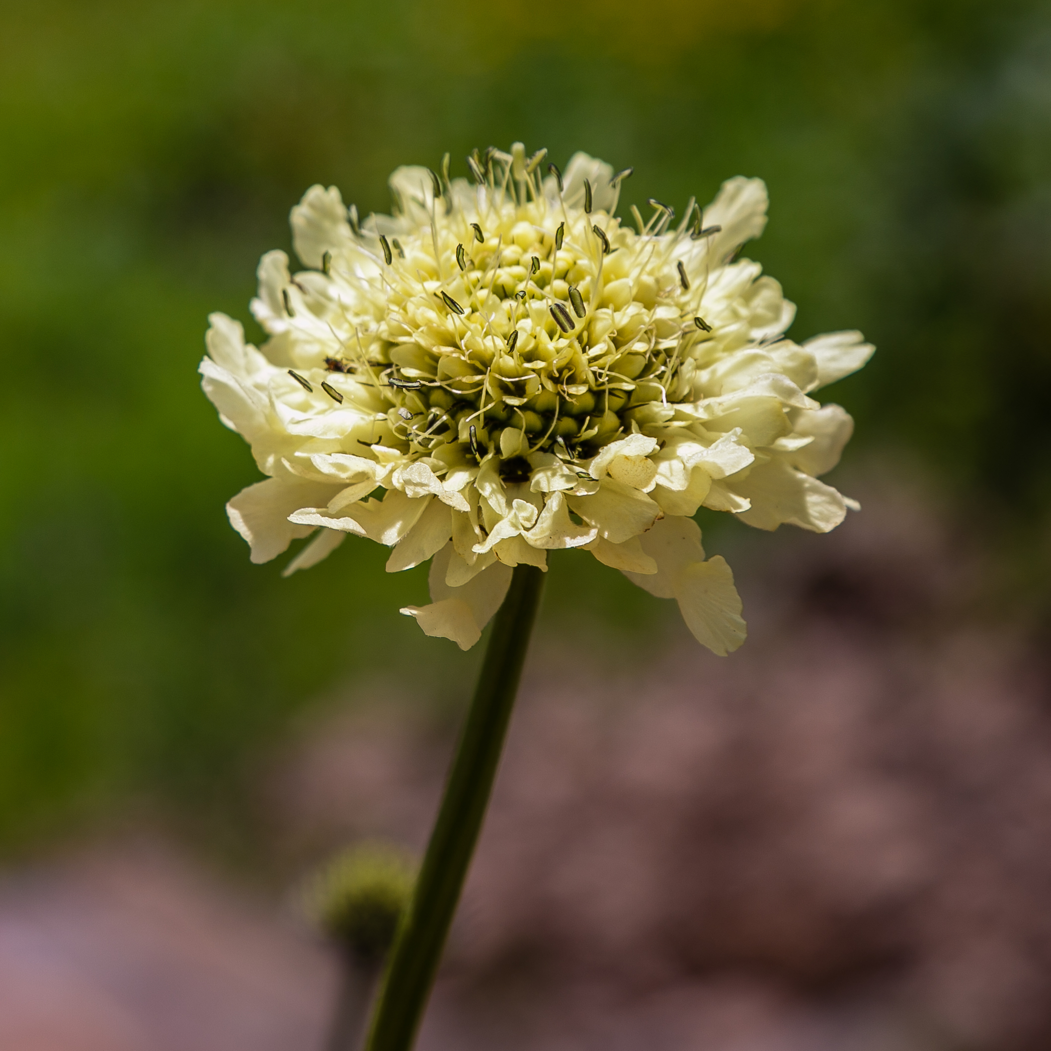 SCABIOSA AFRICANA WHITE 2,5LT