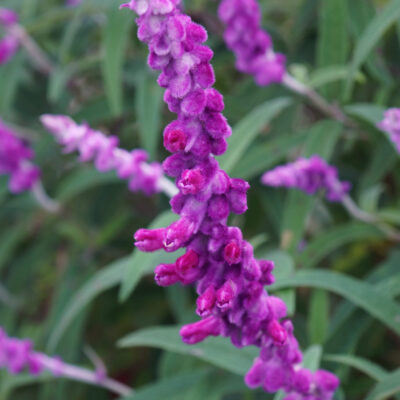 SALVIA LEUCANTHA VARIOUS 2,5LT