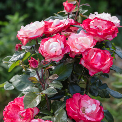 ROSE BUSH (ROYALTIES) 10LT