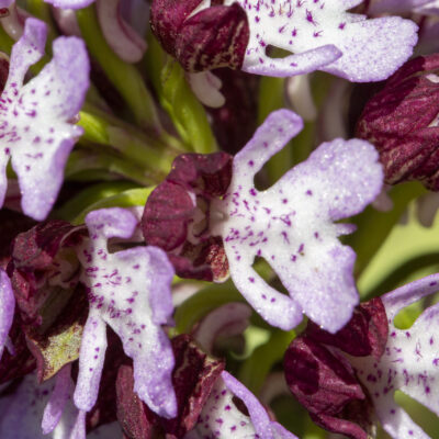TRICYRTIS (TOAD LILY) 2,5LT
