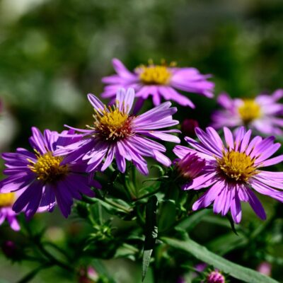 ASTER NOVI BELGII 15CM POT