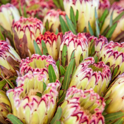 PROTEA VARIOUS 10LT