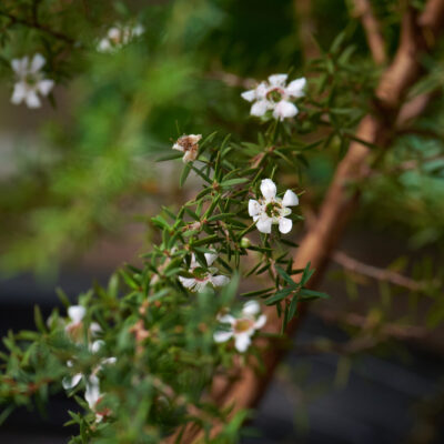 LEPTOSPERMUM WHITE STANDARD 1OLT
