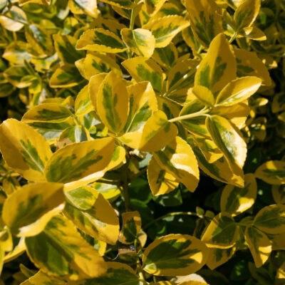 LIGUSTRUM VULGARE AUREA BALL 10LT