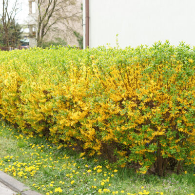 BERBERIS GOLD 10LT