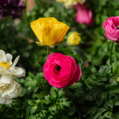 RANUNCULUS VARIOUS 15CM POT