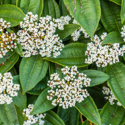 VIBURNUM TINUS LUCIDUM STANDARD 10LT