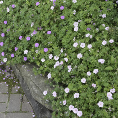 SUTERA CORDATA (BACOPA) 2,5LT