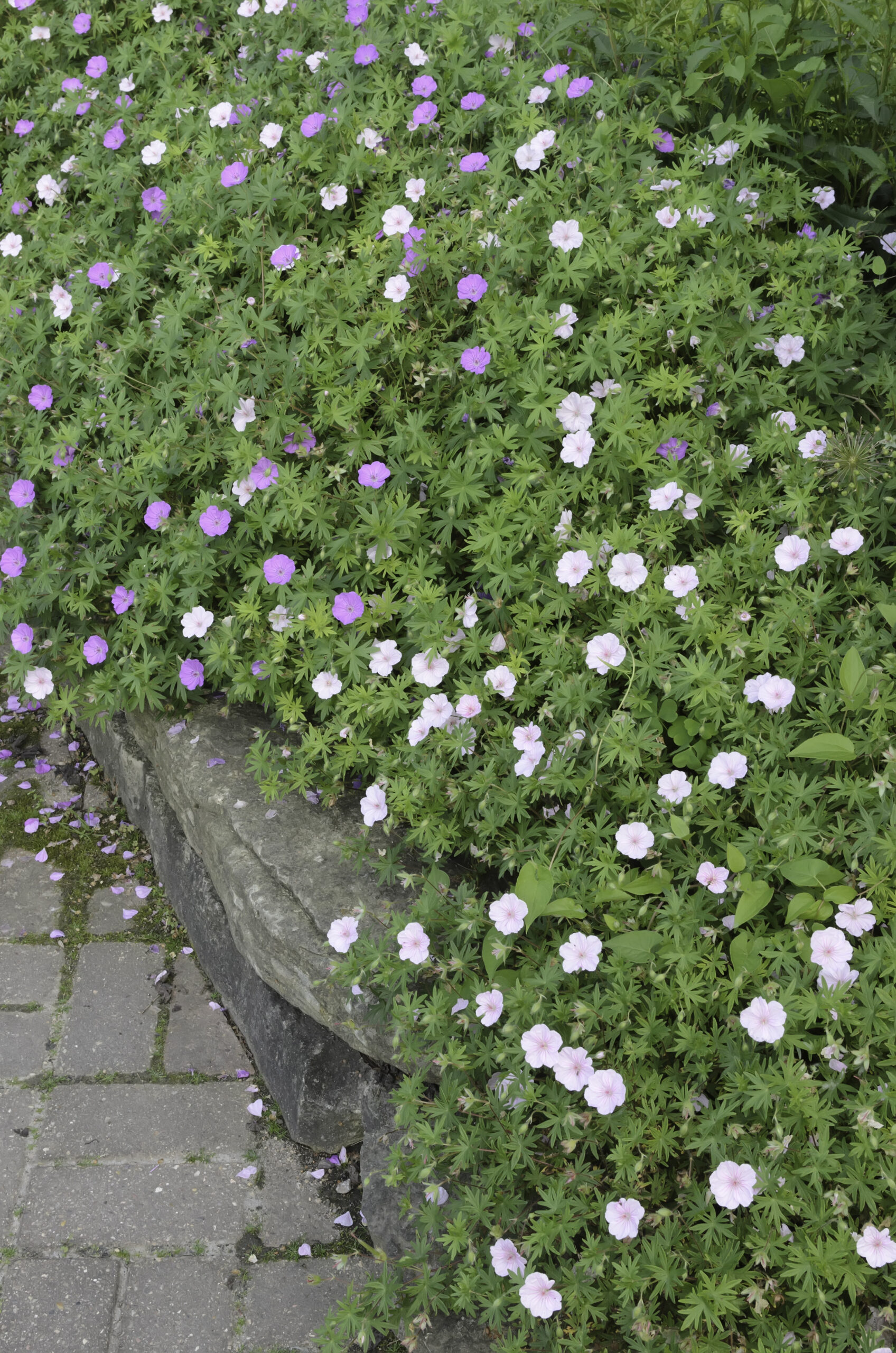 SUTERA CORDATA (BACOPA) 2,5LT