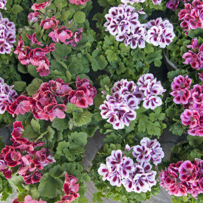 PELARGONIUM TURKANA VARIOUS 15CM POT