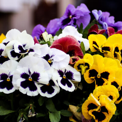 PANSY VARIOUS 2.5LT