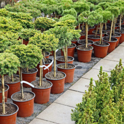HALLERIA LUCIDA 1OLT