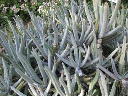 COTYLEDON ORBICULATA VAR OBLONGA (GREY) 15CM POT