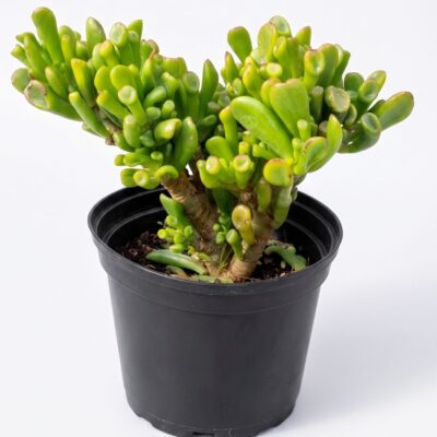 CRASSULA OVATA GOLLUM 15CM POT