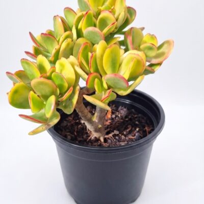 CRASSULA OVATA SUNSET 15CM POT