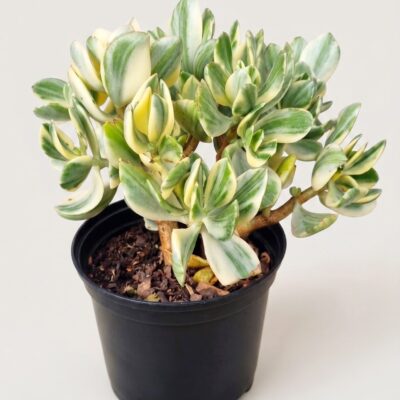 CRASSULA OVATA VARIEGATA 15CM POT
