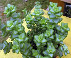 CRASSULA PELLUCIDA SPP MARGINALIS 15CM POT