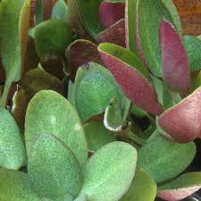 CRASSULA OVATA RIPPLE JADE 15CM POT