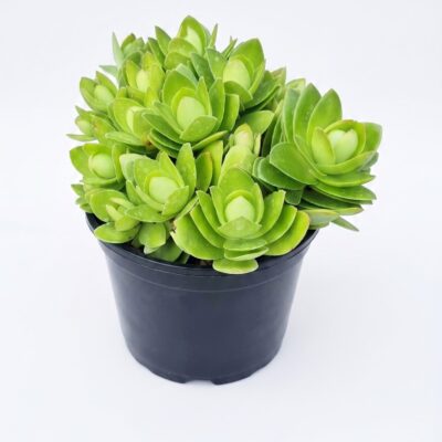 CRASSULA THYRSIFLORA 15CM POT